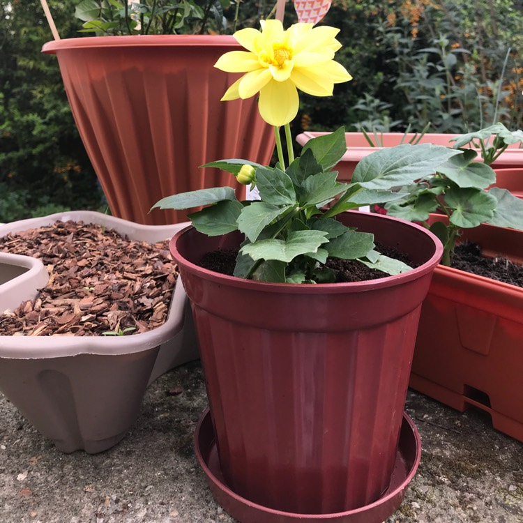 Plant image Dahlia 'Yellow Bird'