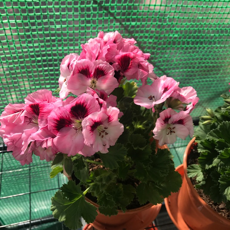 Plant image Pelargonium 'Regpin' (Aristo Series) syn. Pelargonium 'Aristo Pink'