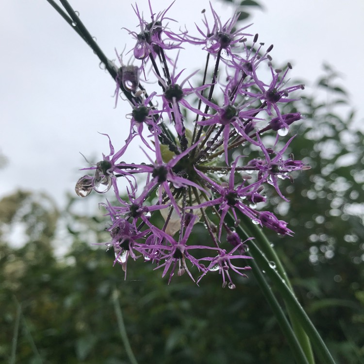 plant image 1490747