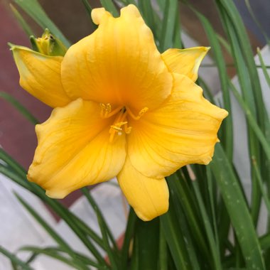 Hemerocallis 'Stella De Oro'