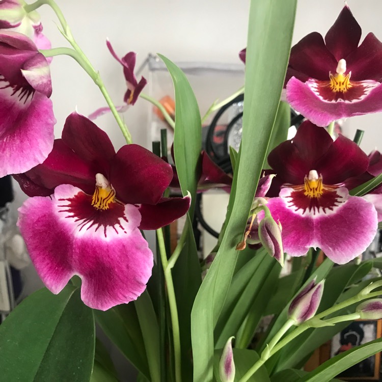 plant image 1532863