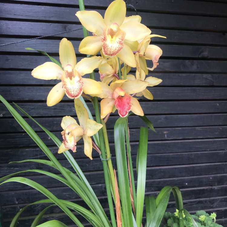 Plant image Cymbidium Plemont gx 'Mont Millais'