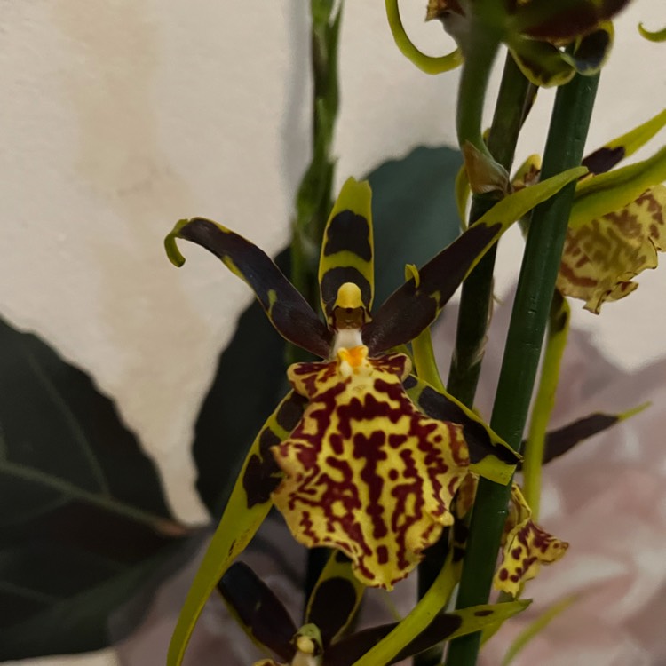 Plant image Brassia Orchid
