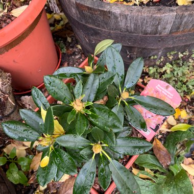 Rhododendron yakushimanum 'Percy Wiseman'