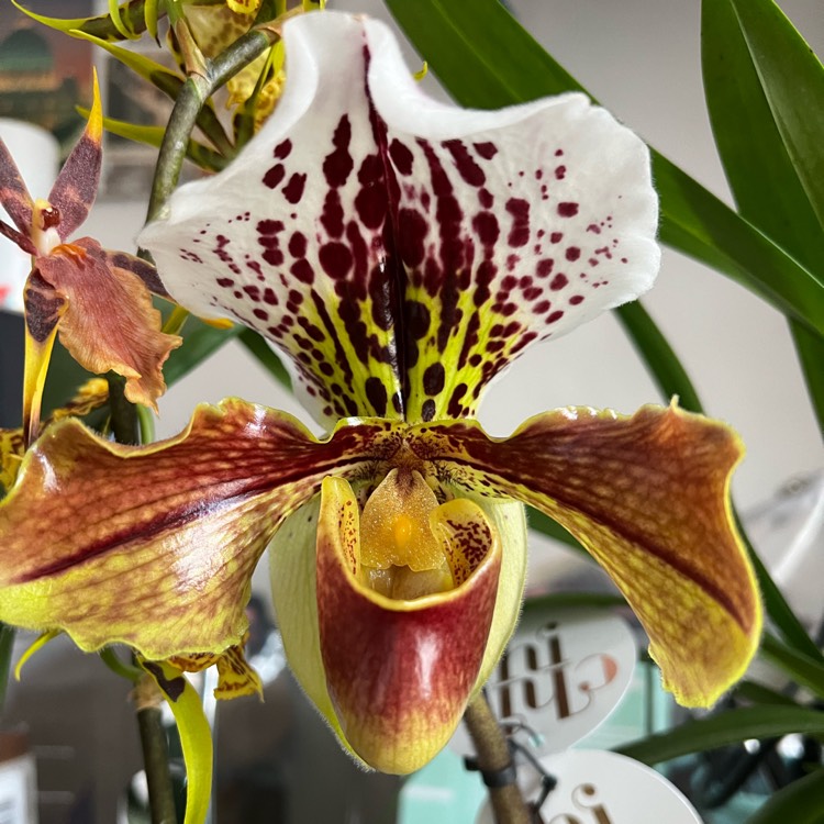 Plant image Paphiopedilum 'Chi Chi'