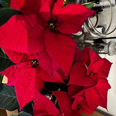 Euphorbia pulcherrima