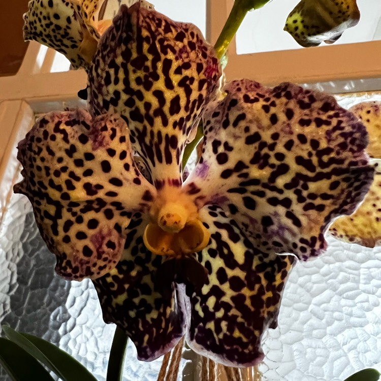 Plant image Vanda