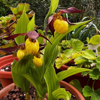Cypripedium parviflorum var. pubescens