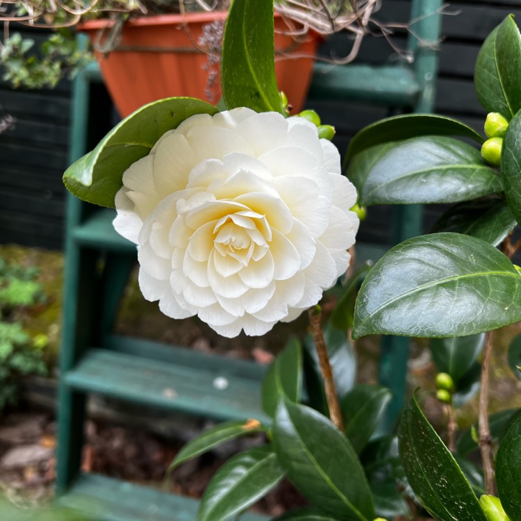Plant image Camellia japonica 'Dahlohnega' syn. Camellia japonica 'Golden Anniversary'