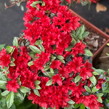 Rhododendron japonica 'Hot Shot'