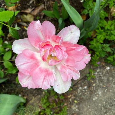Tulipa 'Finola'