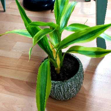 Dracaena deremensis 'Lemon Surprise'
