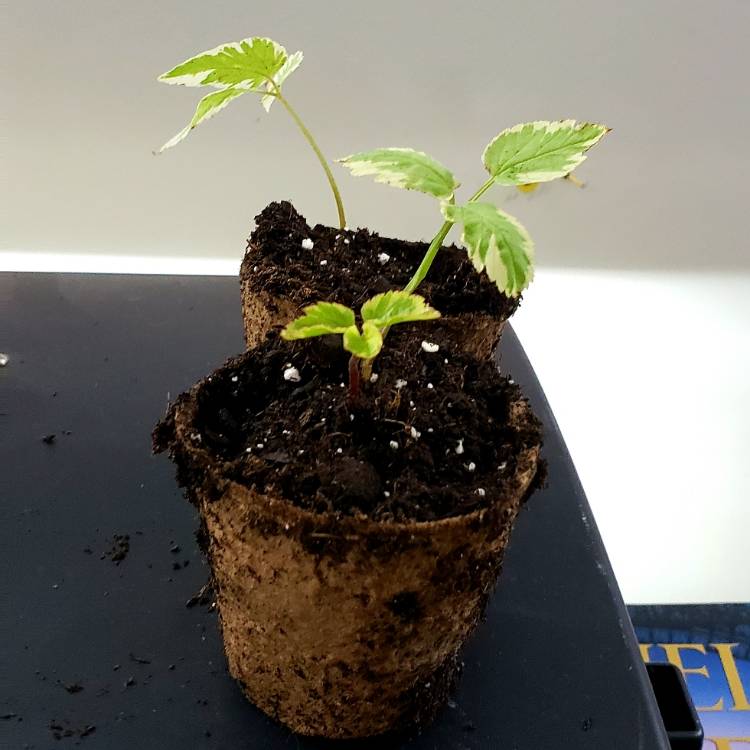 plant image 1102141