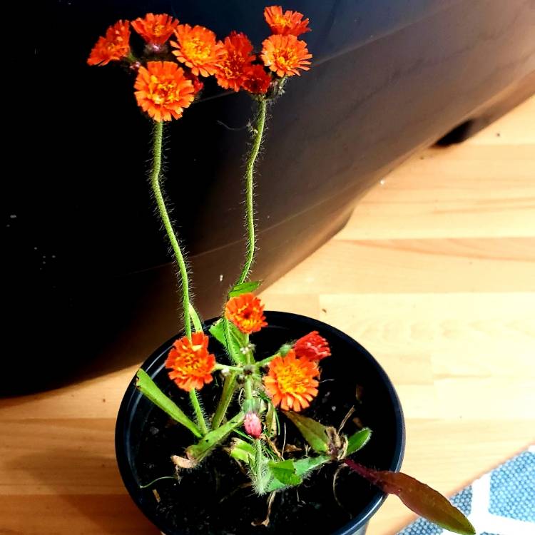 Plant image Hieracium aurantiacum