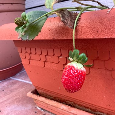 Strawberry 'Merlan'