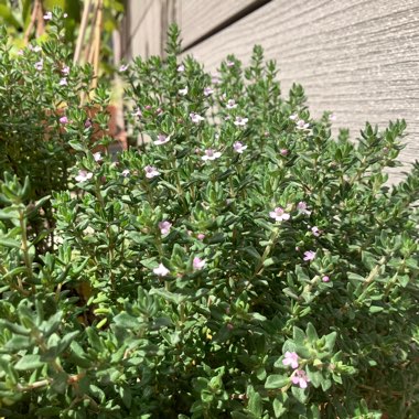 Yeniset's garden