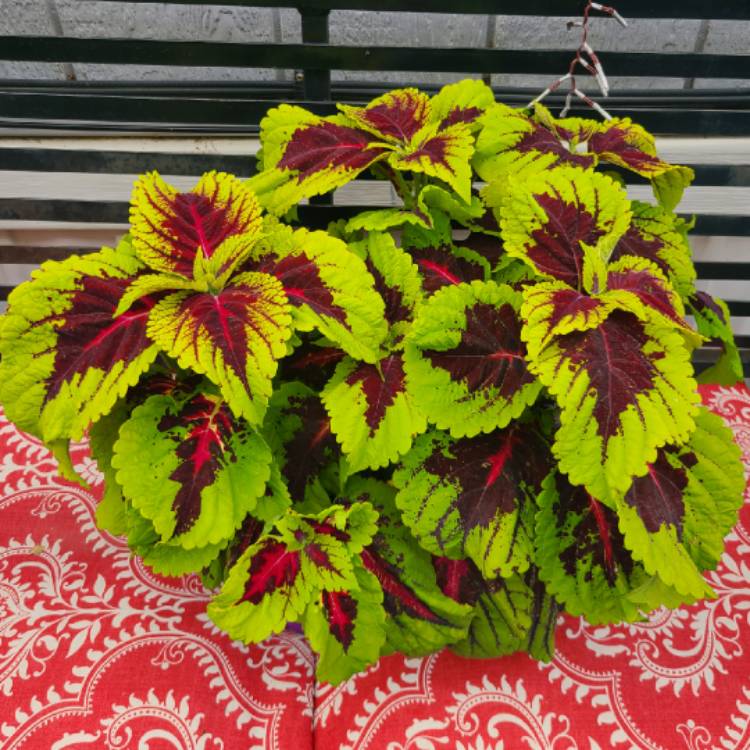 plant image 1378384