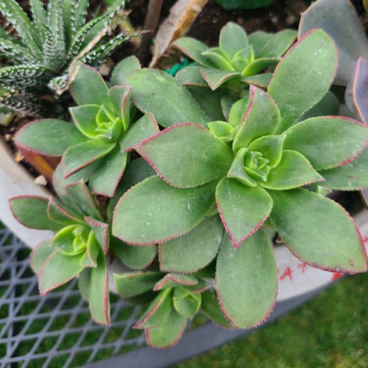 plant image 1378402