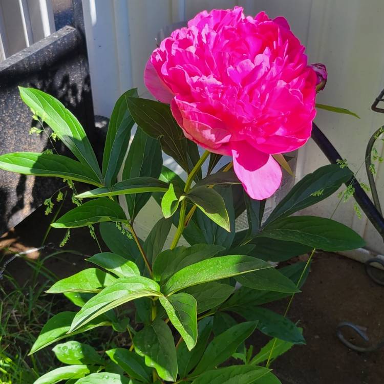 Plant image Paeonia lactiflora 'Kansas'