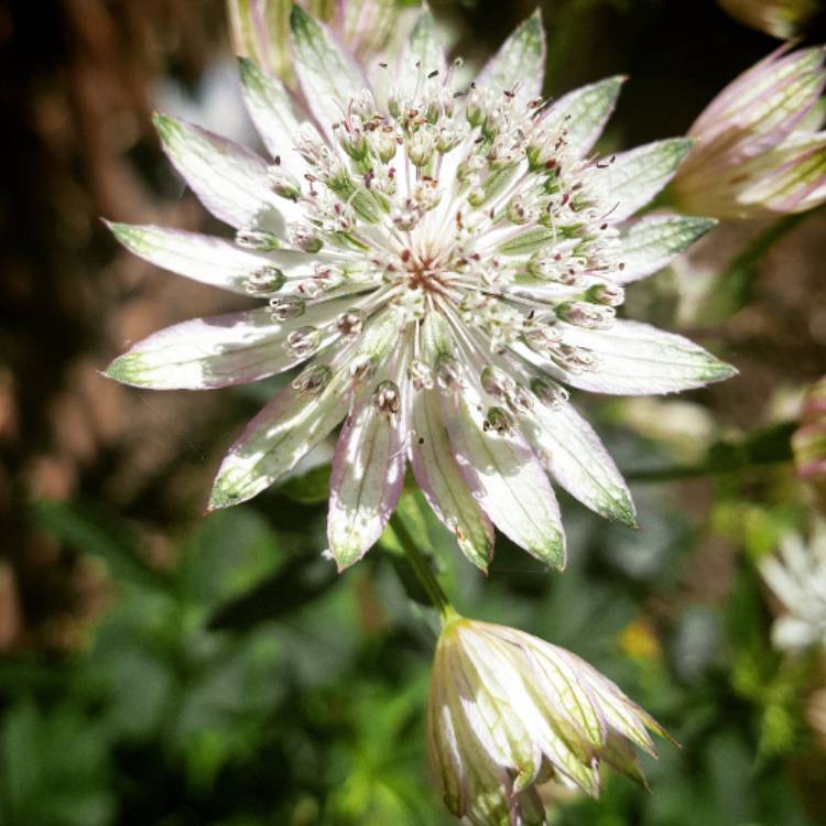 Plant image Astrantia major 'Star of Billion'
