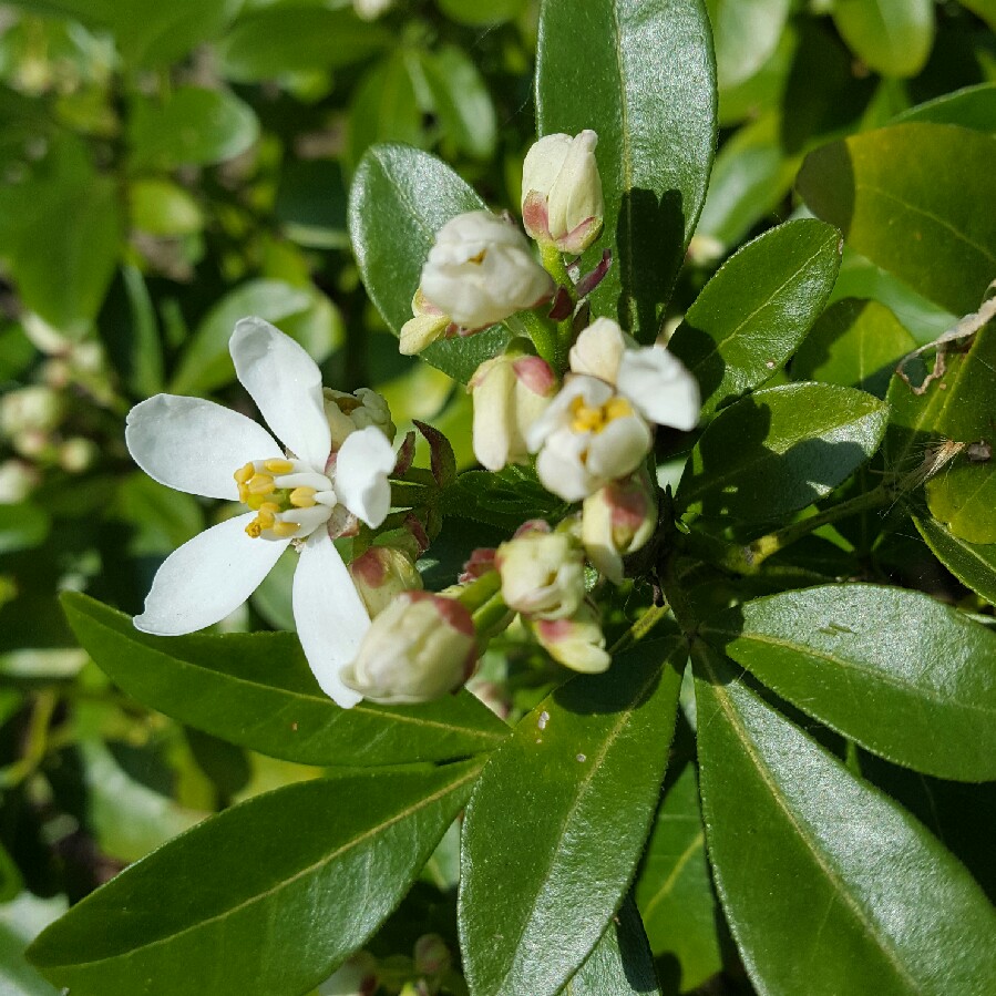 plant image 63923