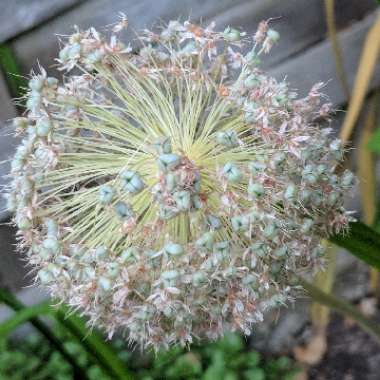 Yvette 's garden
