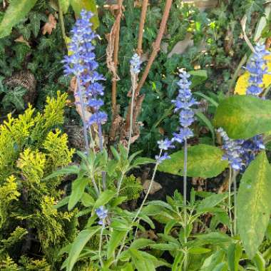 Salvia 'Fairy Queen'