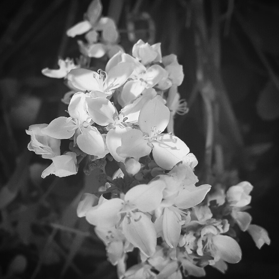 Plant image Libertia grandiflora