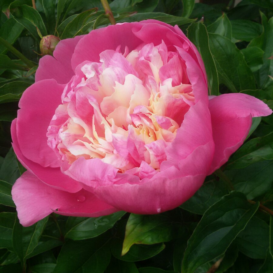 Саженцы пиона травянистого. Пион Bowl of Beauty. Пион Боул Бьюти. Пион herbaceous Peony. Пион травянистый Боул ов Бьюти.