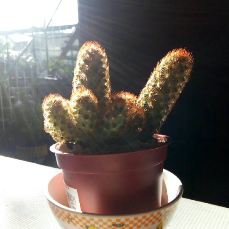 Plant image Mammillaria elongata 'Copper King'