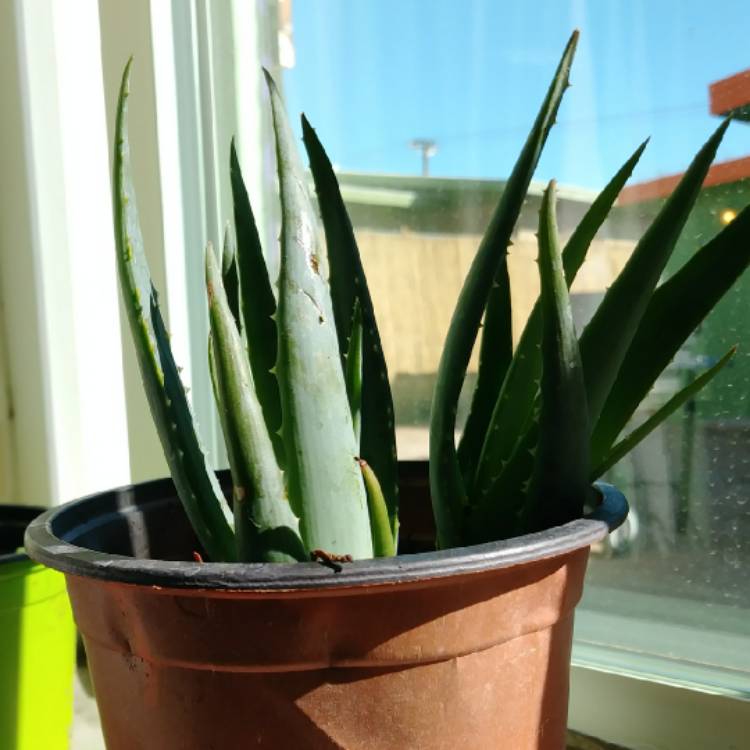 Plant image Aloe 'Blue Elf'