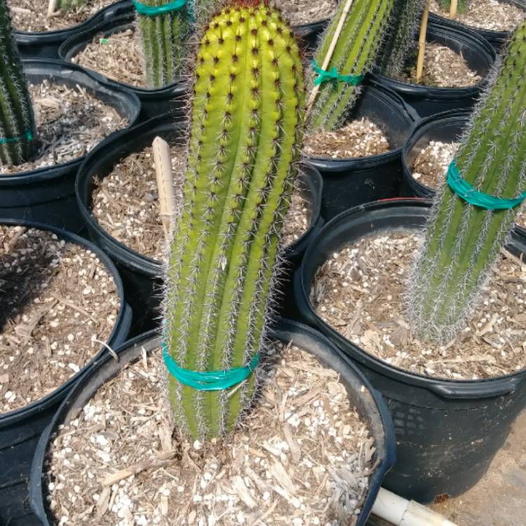 plant image 962672