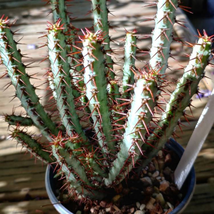 Plant image Euphorbia Aeruginosa var. Minor