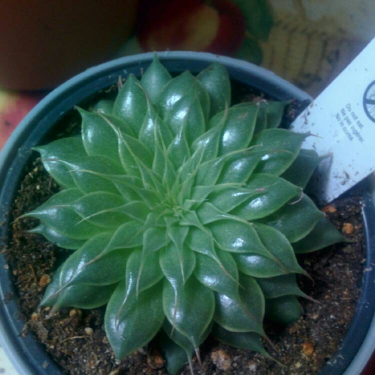 plant image 195883 plant image 195883