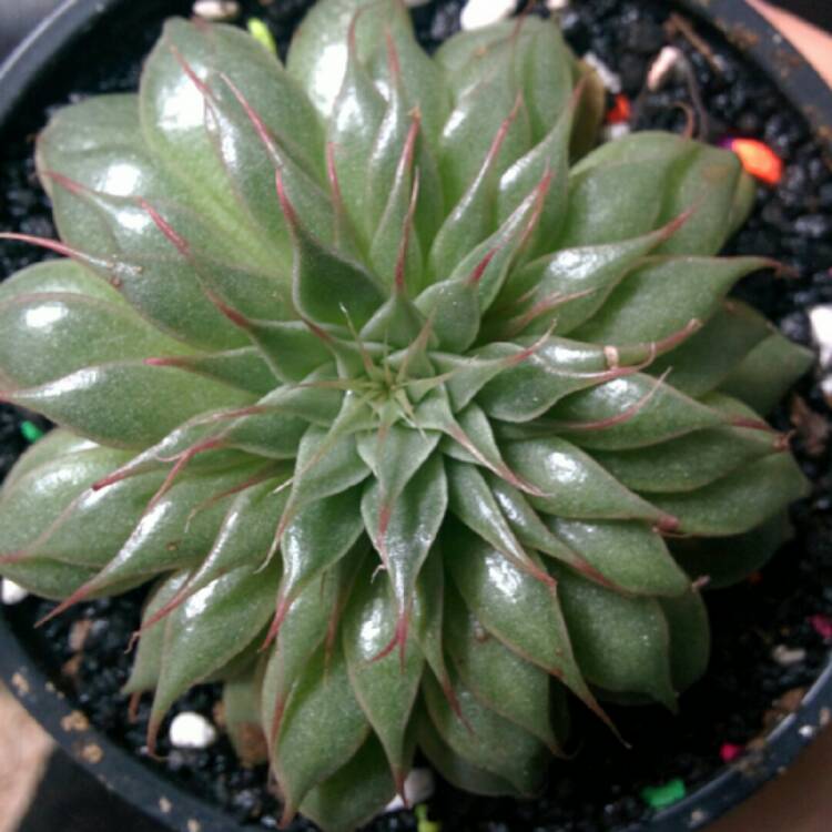 plant image 195907 plant image 195907