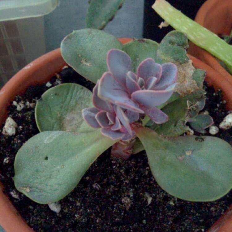 plant image 200780 plant image 200780