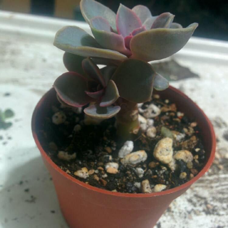 plant image 236109 plant image 236109