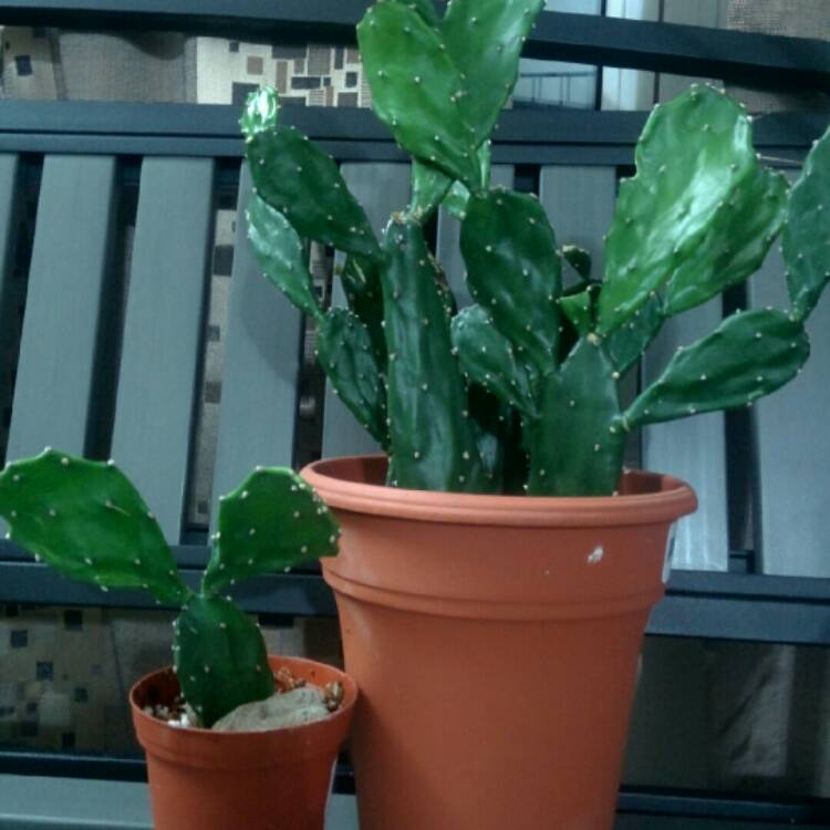 Plant image Opuntia Argentina