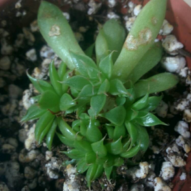 plant image 260265 plant image 260265
