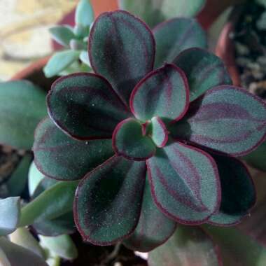 Echeveria Nodulosa