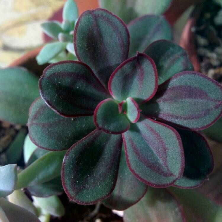 plant image 323582 plant image 323582