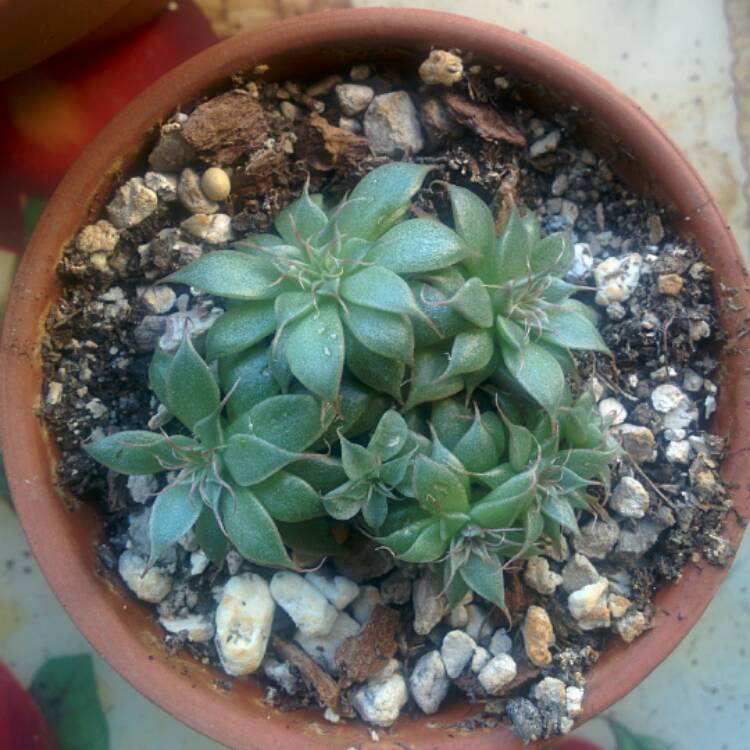 plant image 323589 plant image 323589