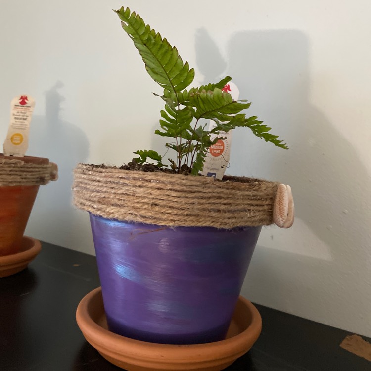 plant image 1294137