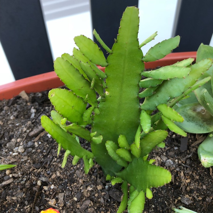 Plant image Epiphyllum little banda bit