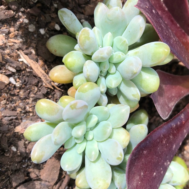 Plant image x Pachyveria Clavifolia Cristata