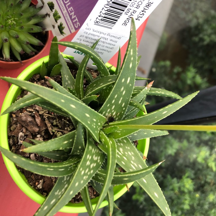plant image 663255 plant image 663255