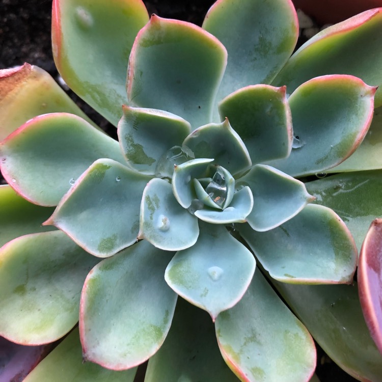 plant image 677423