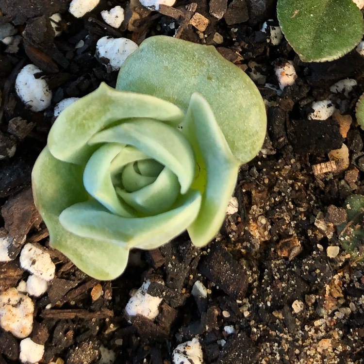 plant image 704977 plant image 704977