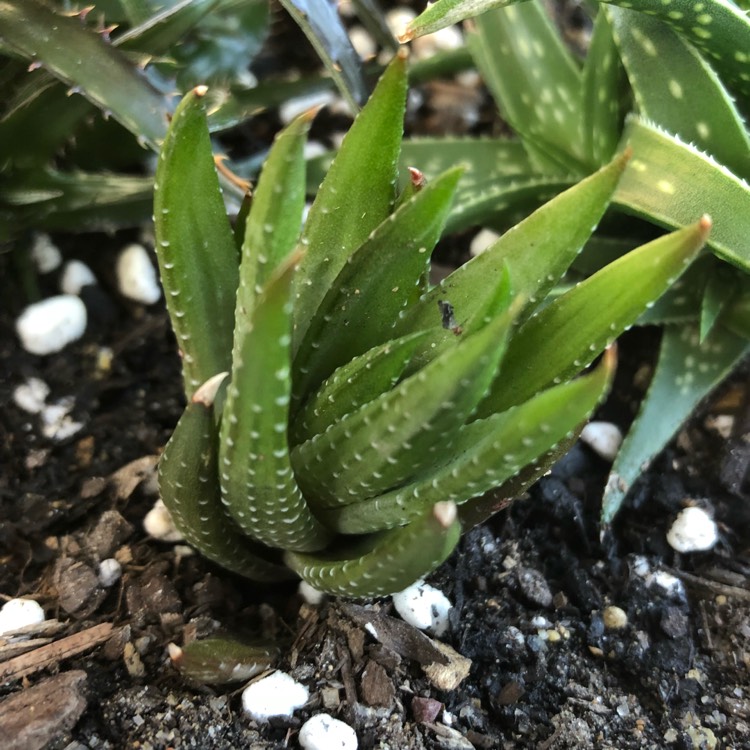 Plant image Haworthia papillosa