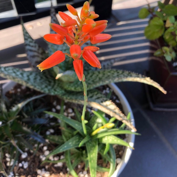 plant image 727168 plant image 727168